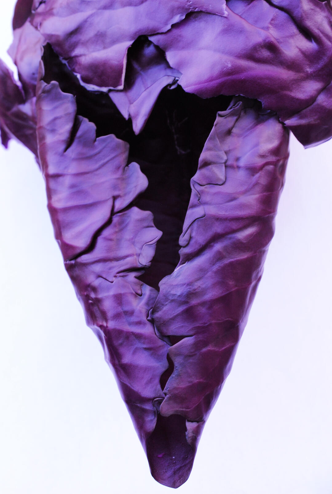 Cabbage Close Up